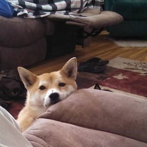 Meet your Posher, Robin